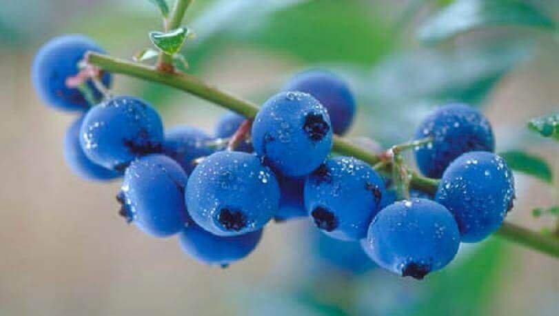 Rudraksha Fruits 1 Rudraksha fruit