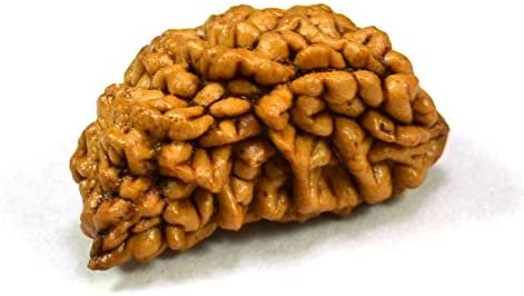 1 Mukhi Bhadraksha 1 mukhi bhadraksha