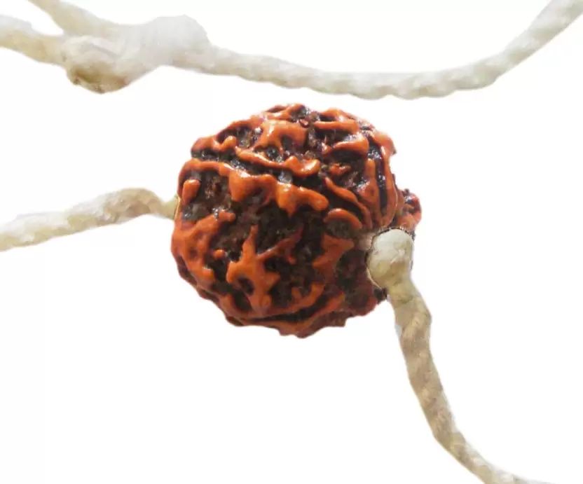 Insert Thread In Rudraksha Insert thread in rudraksha