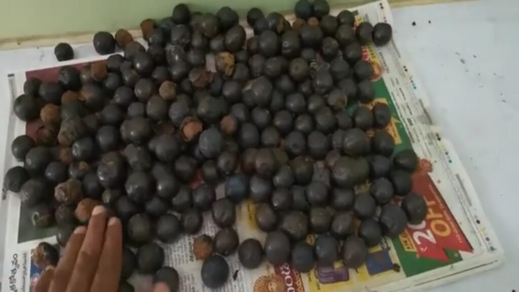 Rudraksha Shell Removing Rudraksha shell removal