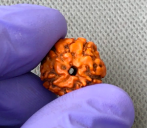 Rudraksha Natural Hole Rudraksha natural hole