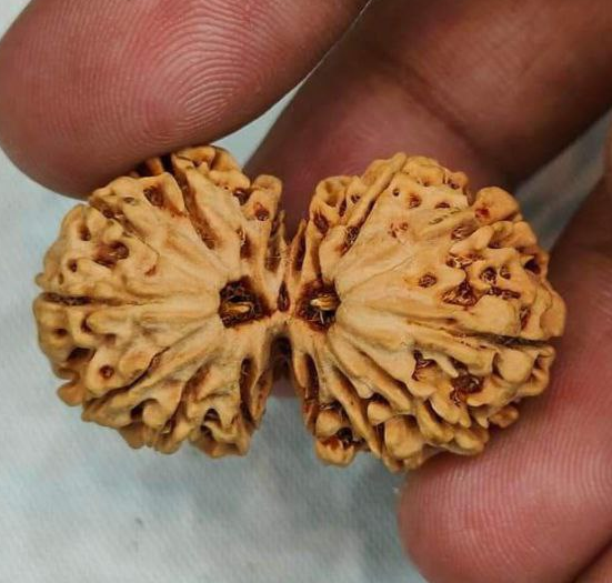 Gauri Shankar Rudraksha Nepali Gauri shankar rudraksha bead
