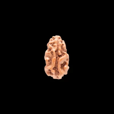 1 Mukhi Rudraksha 1 mukhi rudraksha