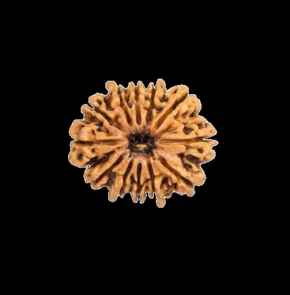 12 Mukhi Rudraksha 12 mukhi rudraksha