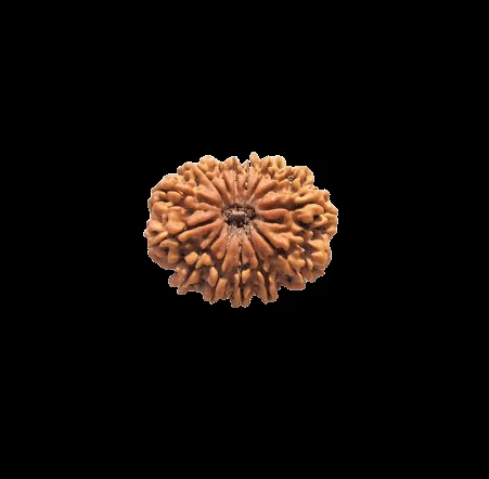 14 Mukhi Rudraksha Loose Bead 1 14 mukhi rudraksha