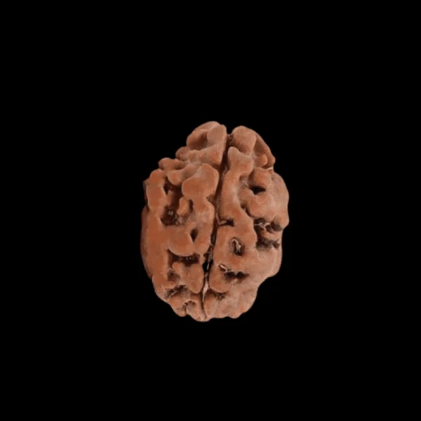 2 Mukhi Rudraksha 2 mukhi rudraksha