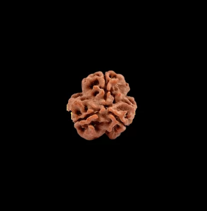 3 Mukhi Rudraksha 3 mukhi rudraksha