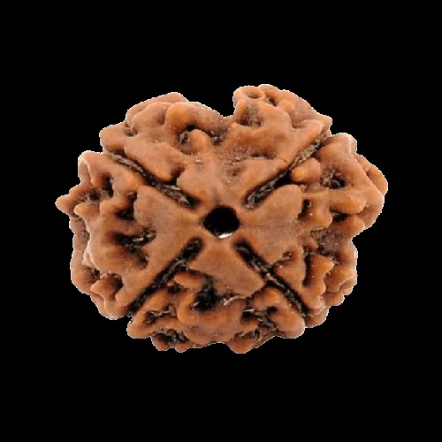 4 Mukhi Rudraksha Loose Bead 4 mukhi rudraksha