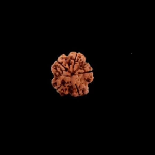 5 Mukhi Rudraksha Loose Bead 5 mukhi rudraksha