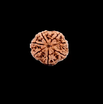 7 Mukhi Rudraksha Loose Bead 7 mukhi rudraksha