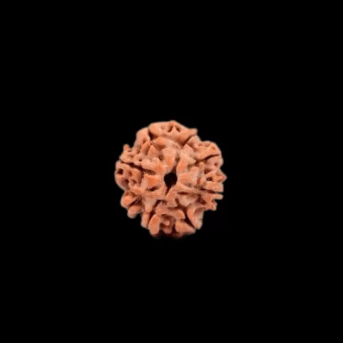 8 Mukhi Rudraksha Loose Bead 8 mukhi rudraksha