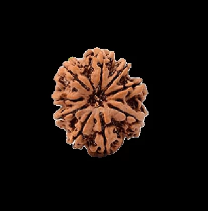 9 Mukhi Rudraksha Loose Bead 9 mukhi rudraksha