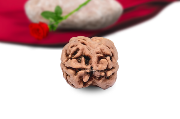 2 mukhi nepali rudraksha collector grade rlrn2ci back
