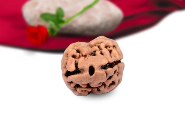 2 mukhi nepali rudraksha collector grade rlrn2ci front