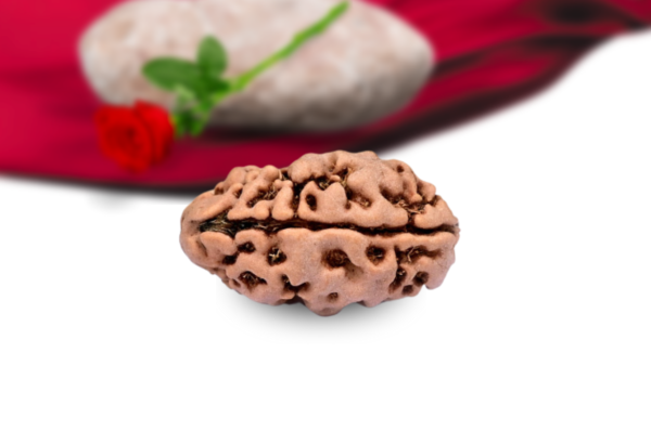 2 mukhi nepali rudraksha collector grade rlrn2ci side
