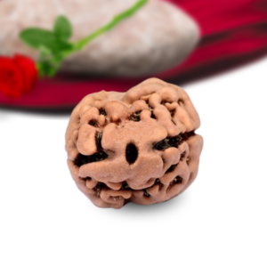 2 Mukhi Nepali Rudraksha Collector Grade RLRN2CI Thumbnail