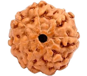 7 Mukhi Indonesian Rudraksha