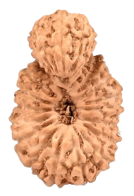 Garb Gauri Indonesia Rudraksha