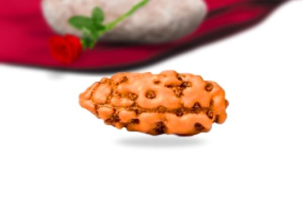 1 mukhi indonesian rudraksha collector grade rlri1ci front