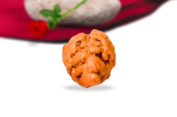 1 mukhi indonesian rudraksha collector grade rlri1ci side