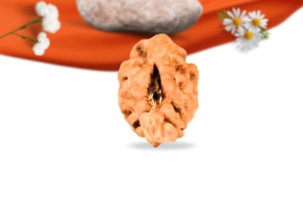 1 mukhi indonesian rudraksha large grade rlri1li side