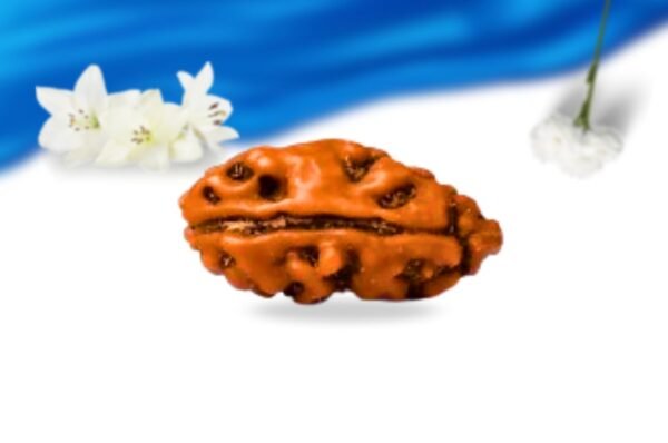 1 mukhi indonesian rudraksha super collector grade rlri1sci front