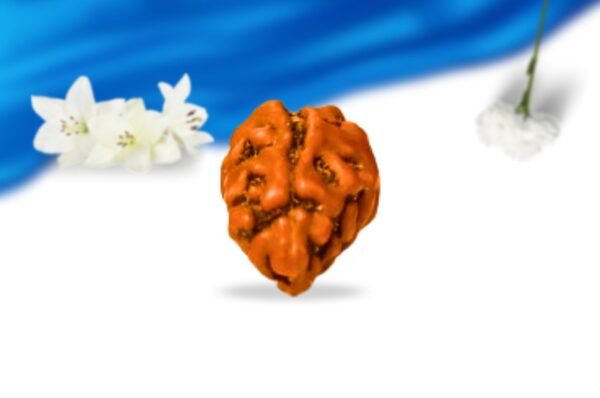 1 mukhi indonesian rudraksha super collector grade rlri1sci side