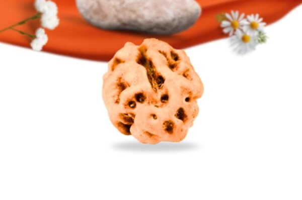 1 mukhi indonesianrudraksha large grade rlri1li back