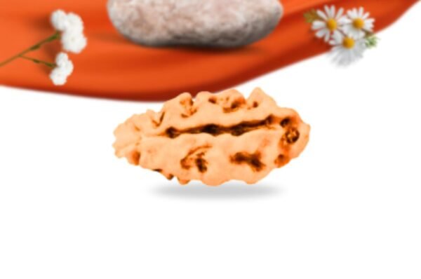 1 mukhi indonesianrudraksha large grade rlri1li front