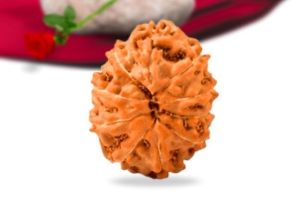 10 mukhi indonesian rudraksha collector grade rlri10ci back