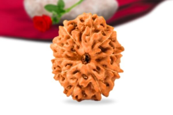 10 mukhi indonesian rudraksha collector grade rlri10ci front