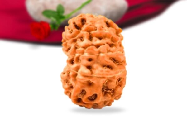 10 mukhi indonesian rudraksha collector grade rlri10ci side