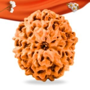 10 Mukhi Indonesian Rudraksha Large Grade RLRI10LI Thumbnail