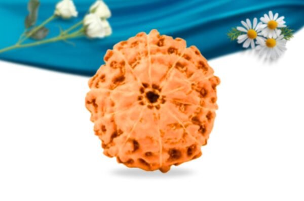 10 mukhi indonesian rudraksha regular grade rlri10ri back