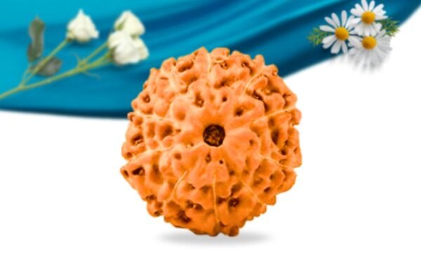 10 mukhi indonesian rudraksha regular grade rlri10ri front