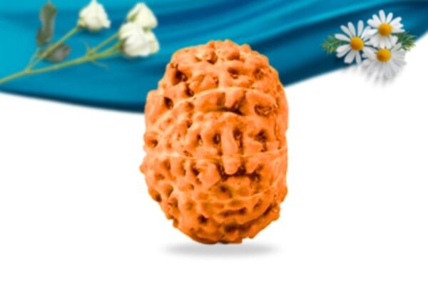 10 mukhi indonesian rudraksha regular grade rlri10ri side