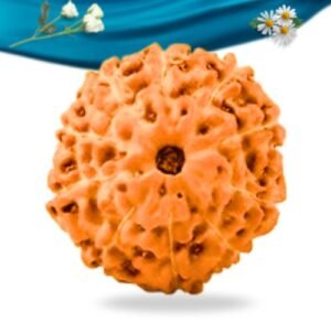 10 Mukhi Indonesian Rudraksha Regular Grade RLRI10RI Thumbnail