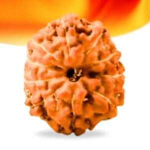 10 Mukhi Indonesian Rudraksha Small Grade RLRI10SI Thumbnail