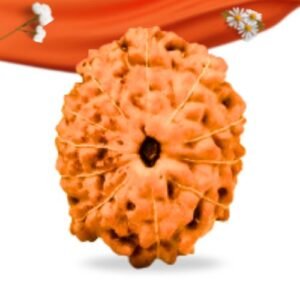 11 Mukhi Indonesian Rudraksha Large Grade RLRI11LI Thumbnail
