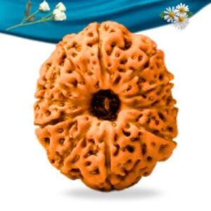 11 Mukhi Indonesian Rudraksha Regular Grade RLRI11RI Thumbnail