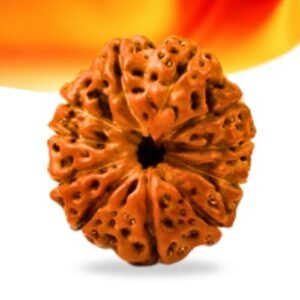11 Mukhi Indonesian Rudraksha Small Grade RLRI11SI Thumbnail
