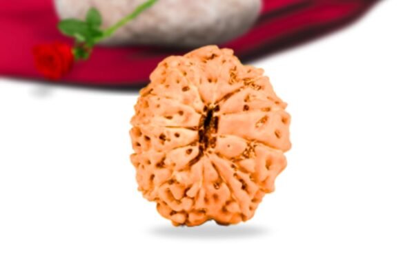 12 mukhi indonesian rudraksha collector grade rlri12ci back