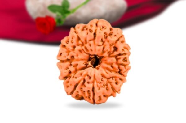 12 mukhi indonesian rudraksha collector grade rlri12ci front
