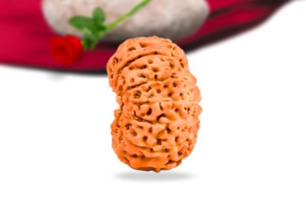 12 mukhi indonesian rudraksha collector grade rlri12ci side