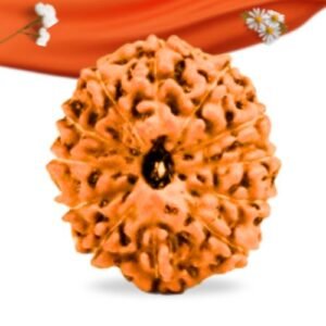 12 Mukhi Indonesian Rudraksha Large Grade RLRI12LI Thumbnail