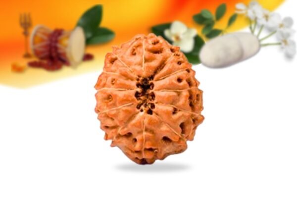 12 mukhi indonesian rudraksha small grade rlri12si back