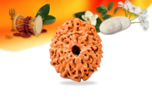12 mukhi indonesian rudraksha small grade rlri12si front