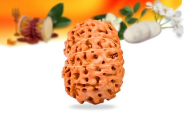 12 mukhi indonesian rudraksha small grade rlri12si side