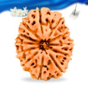 12 Mukhi Indonesian Rudraksha Super Collector Grade RLRI12SCI Thumbnail