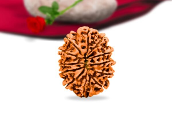 12 mukhi nepali rudraksha collector grade rlrn12ci back